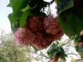 /album/flores/p080610-09-06-03-jpg/